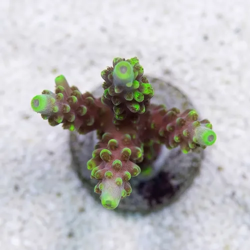Acropora Coral - Solomon Split