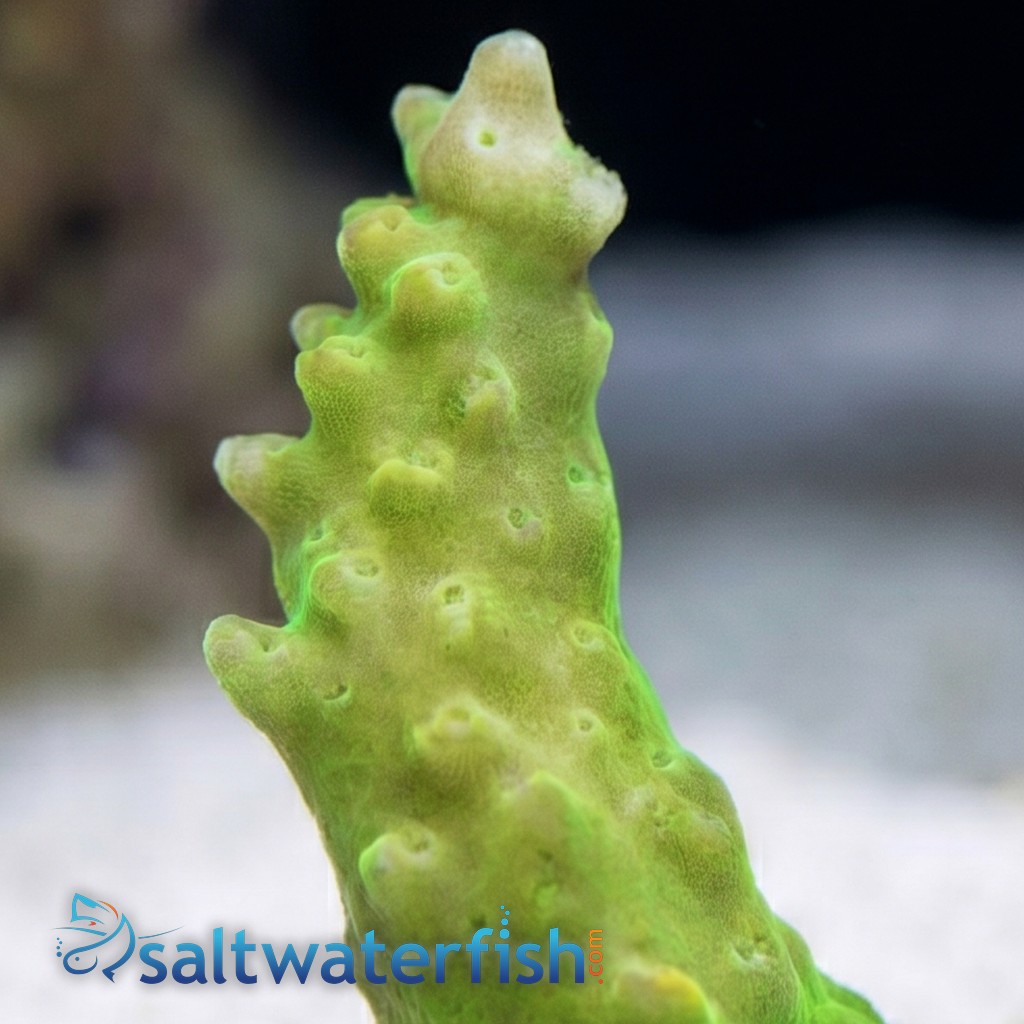 Acropora Paletta : Pink Tip - Aquacultured