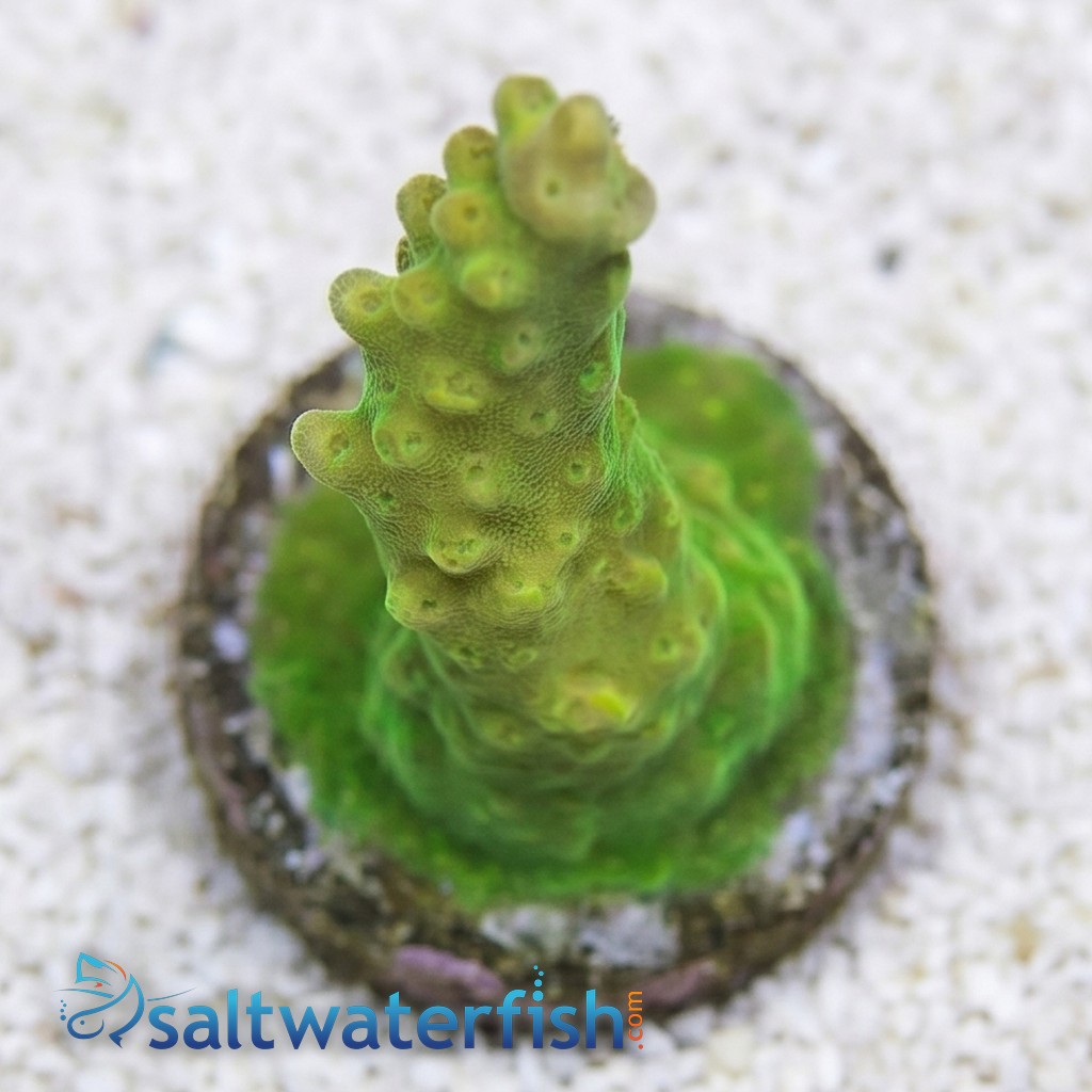 Acropora Paletta : Pink Tip - Aquacultured