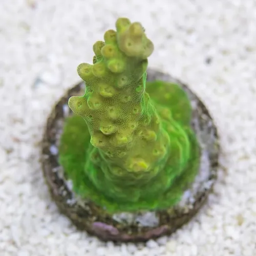 Acropora Paletta : Pink Tip - Aquacultured