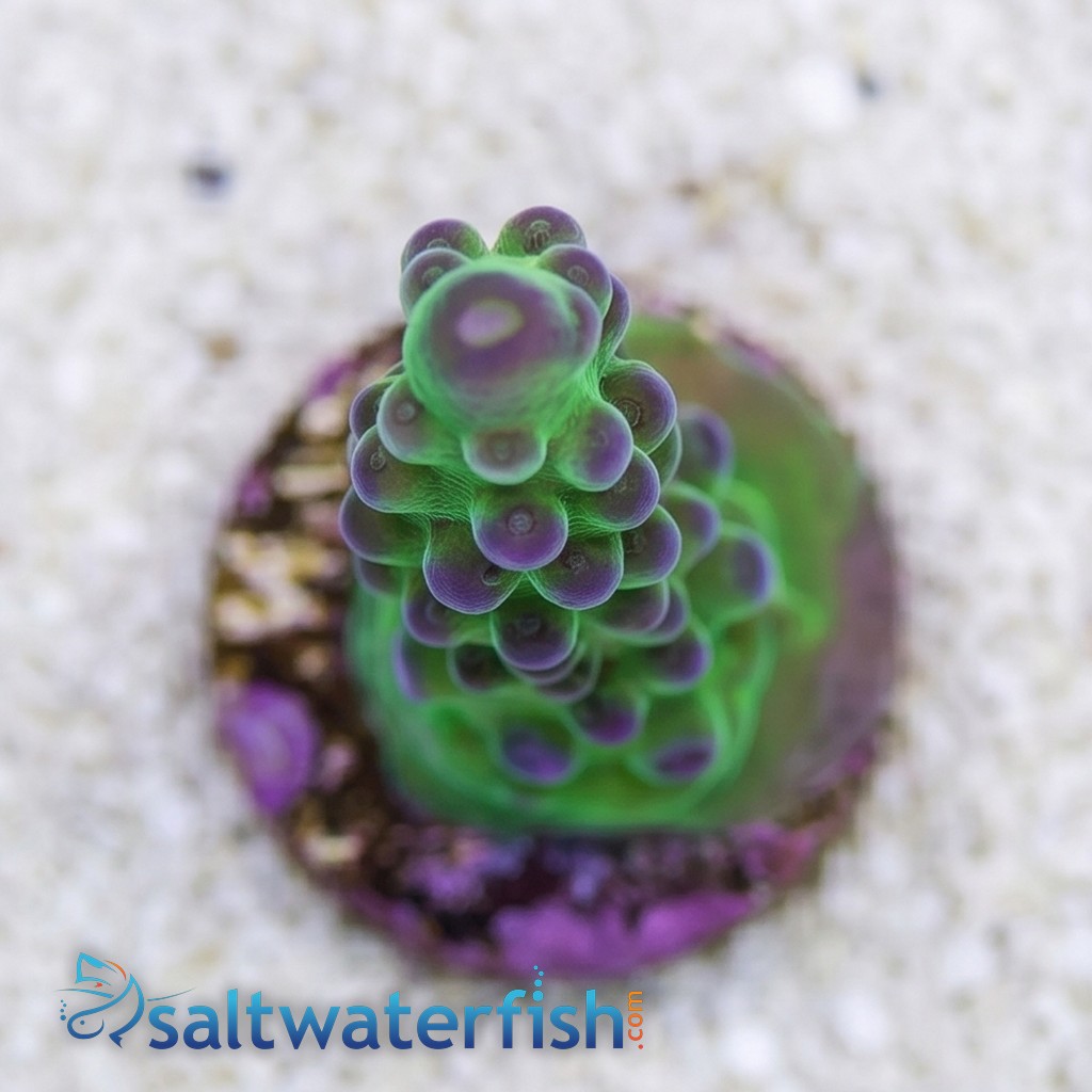 Acropora Austera: Yellow Tip - Aquacultured