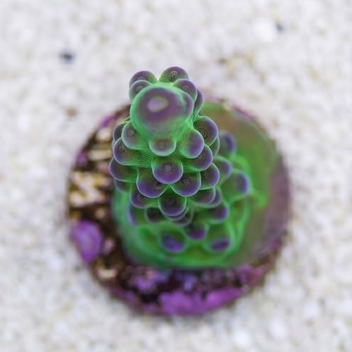 Acropora Austera: Yellow Tip - Aquacultured