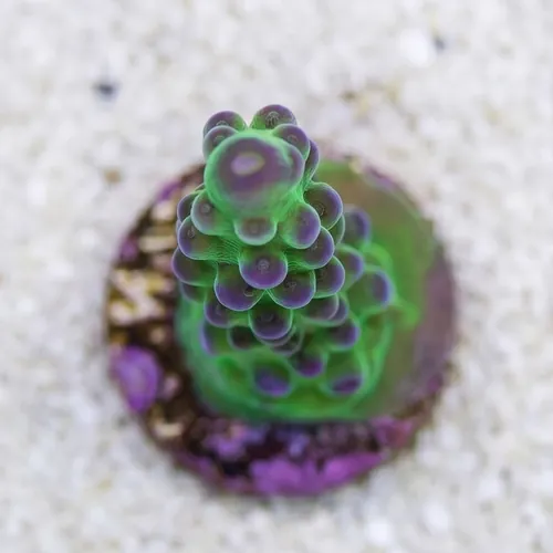 Acropora Austera: Yellow Tip - Aquacultured