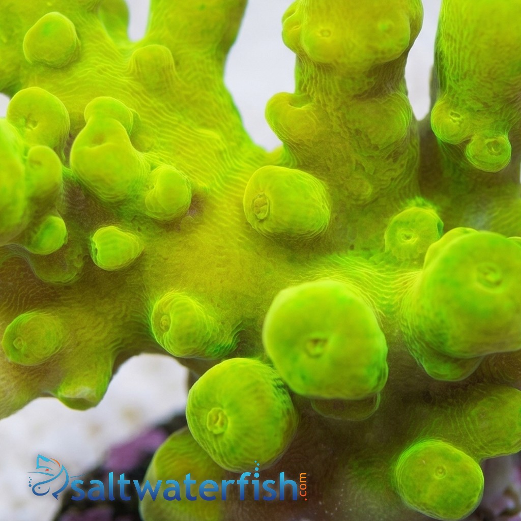 Acropora Austera: Green - Aquacultured
