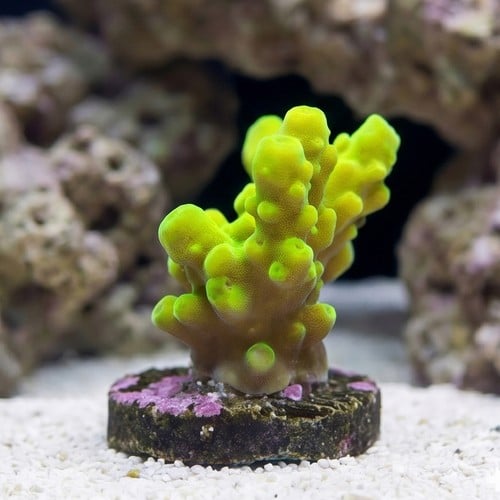 Acropora Austera: Green - Aquacultured