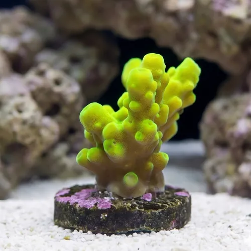 Acropora Austera: Green - Aquacultured