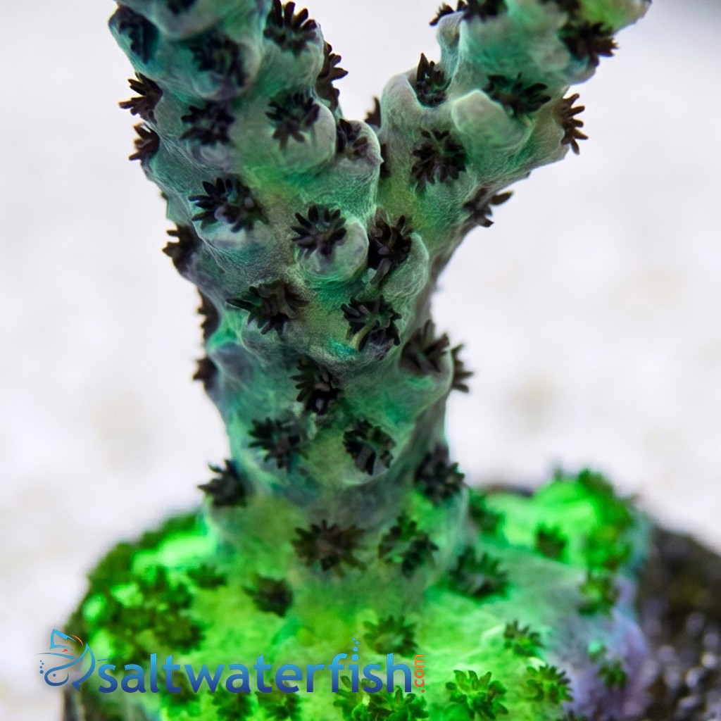 Acropora: Dragon Slayer- Aquacultured