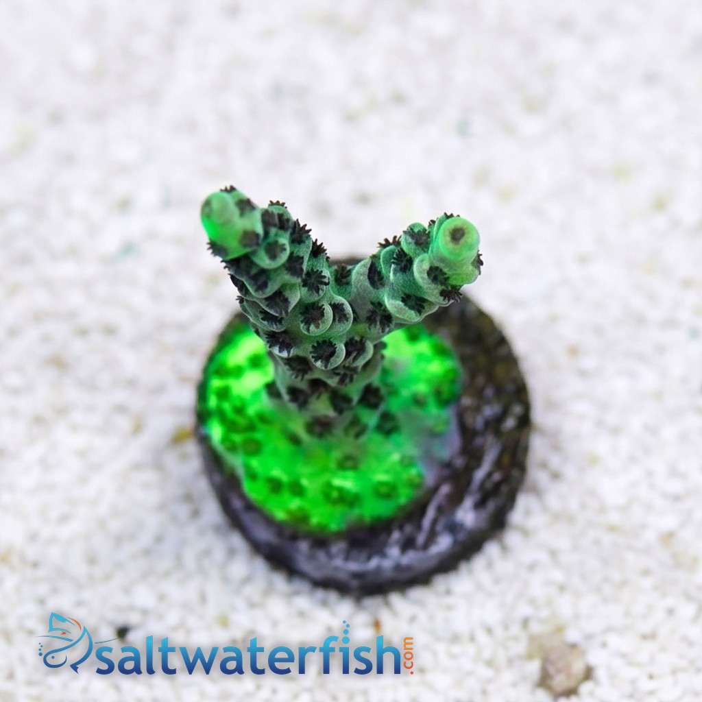 Acropora: Dragon Slayer- Aquacultured