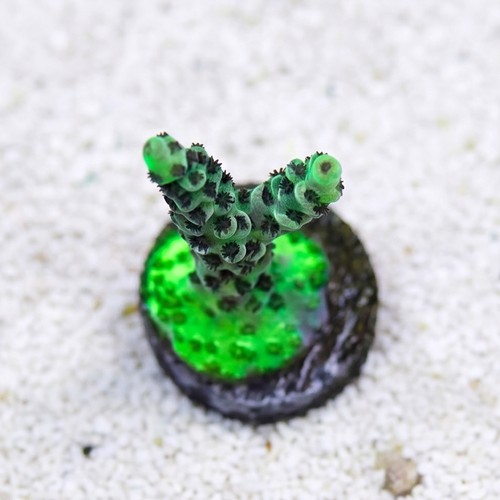 Acropora: Dragon Slayer- Aquacultured