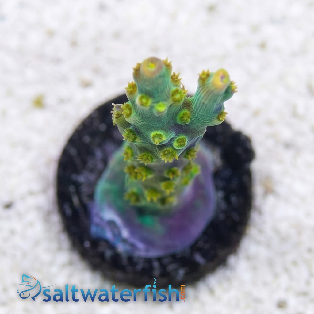 Acropora: Snow Dragon - Aquacultured
