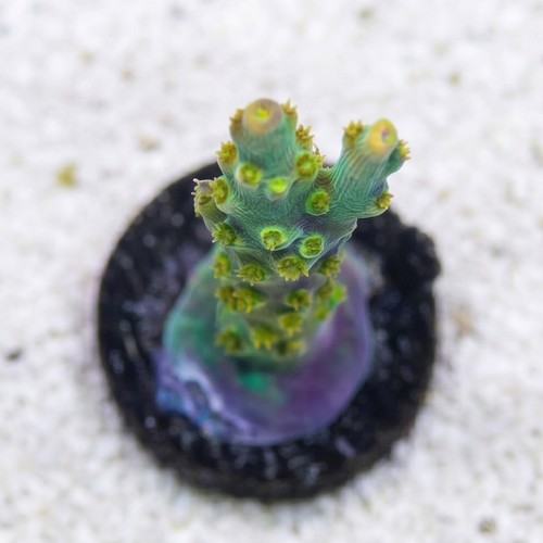 Acropora: Snow Dragon - Aquacultured