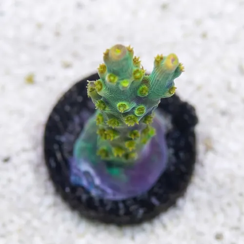 Acropora: Snow Dragon - Aquacultured