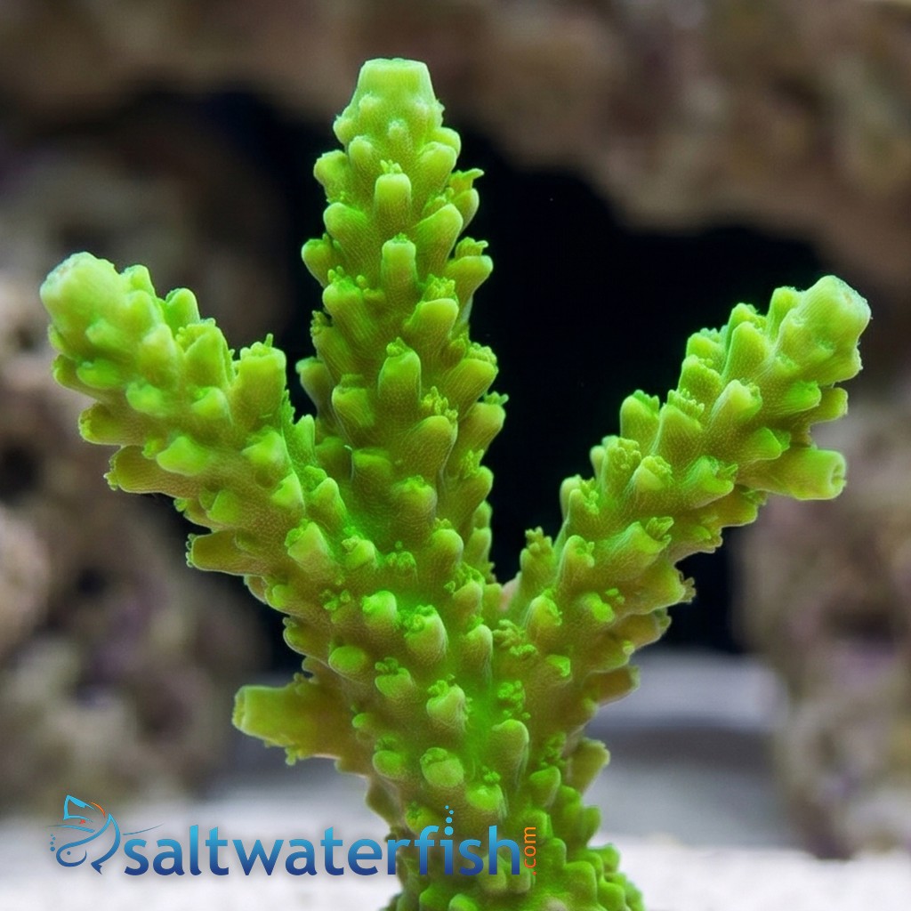 Acropora Green Slimer - Aquacultured