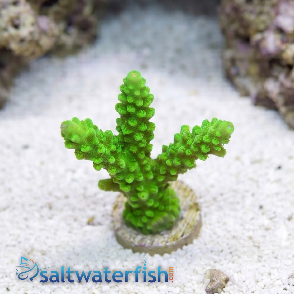 Acropora Green Slimer - Aquacultured
