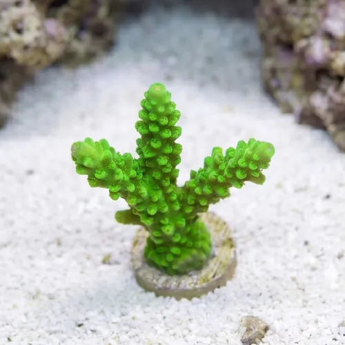 Acropora Green Slimer - Aquacultured