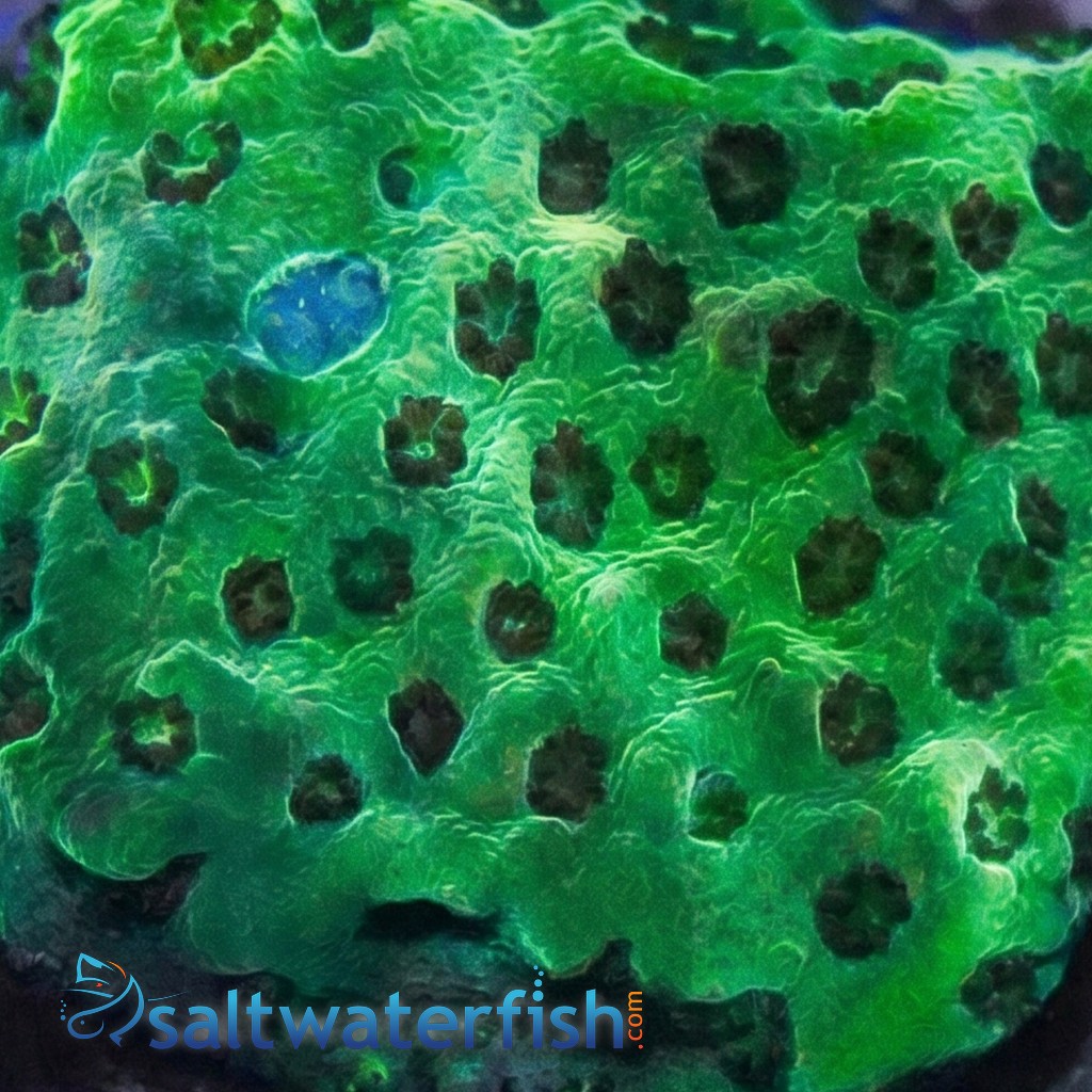 Acropora Jello Shot Cookie - Aquacultured