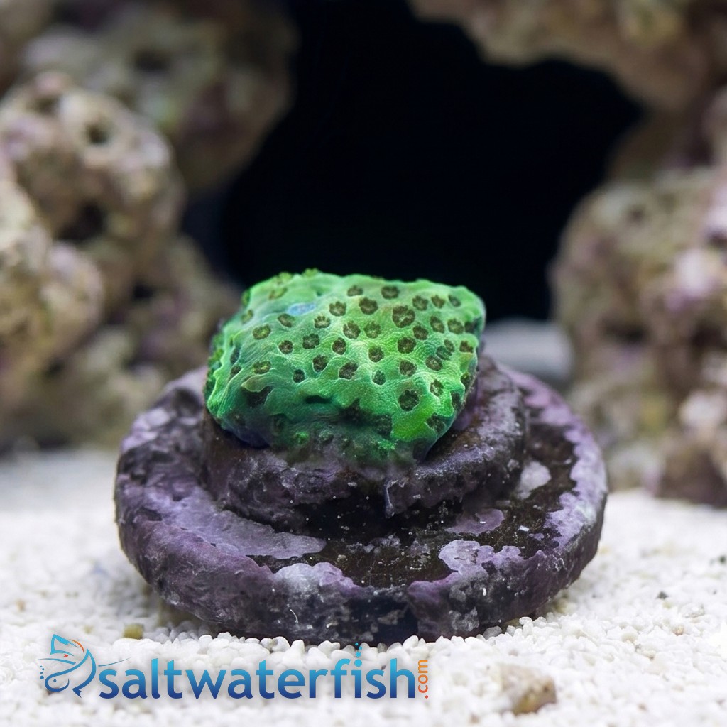 Acropora Jello Shot Cookie - Aquacultured