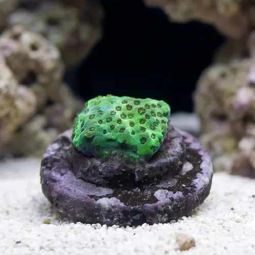 Acropora Jello Shot Cookie - Aquacultured