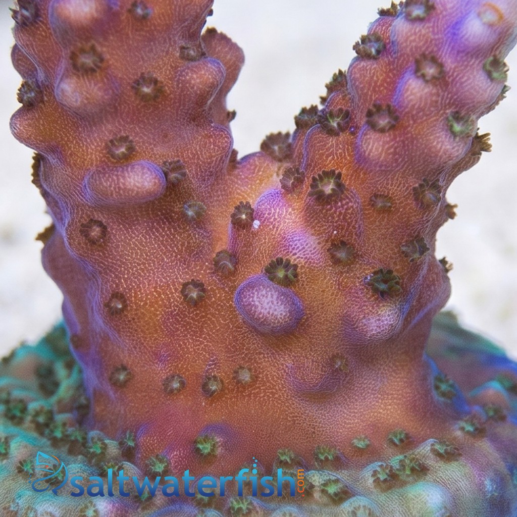 Acropora Paletta Blue - Aquacultured