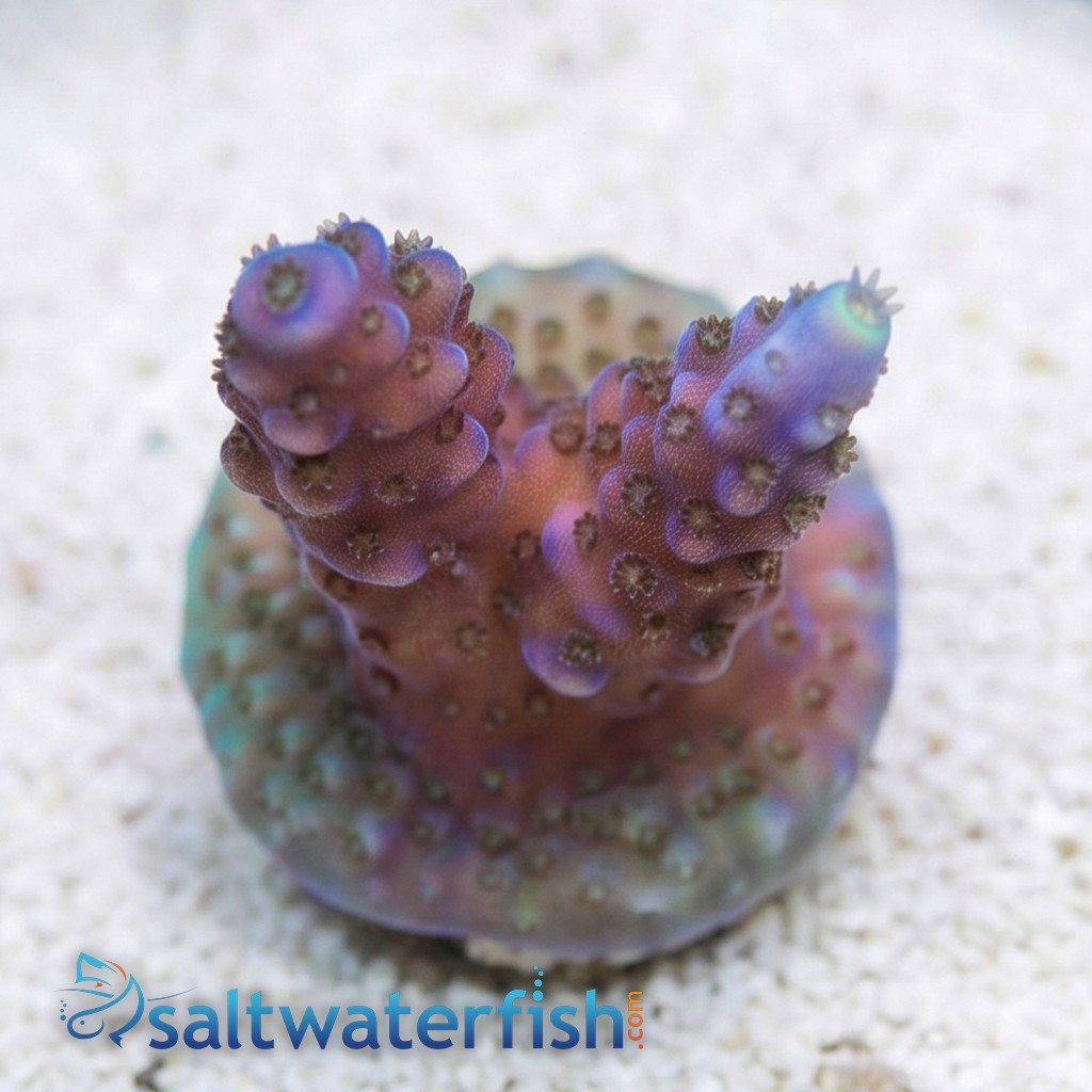 Acropora Paletta Blue - Aquacultured