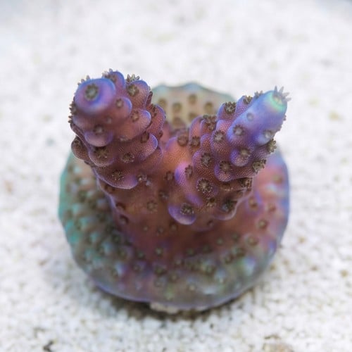 Acropora Paletta Blue - Aquacultured
