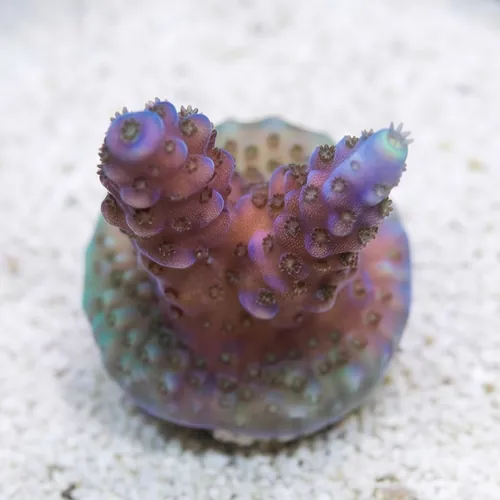 Acropora Paletta Blue - Aquacultured