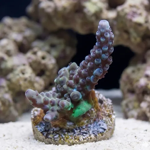 Acropora GH Aqua Delight - Aquacultured