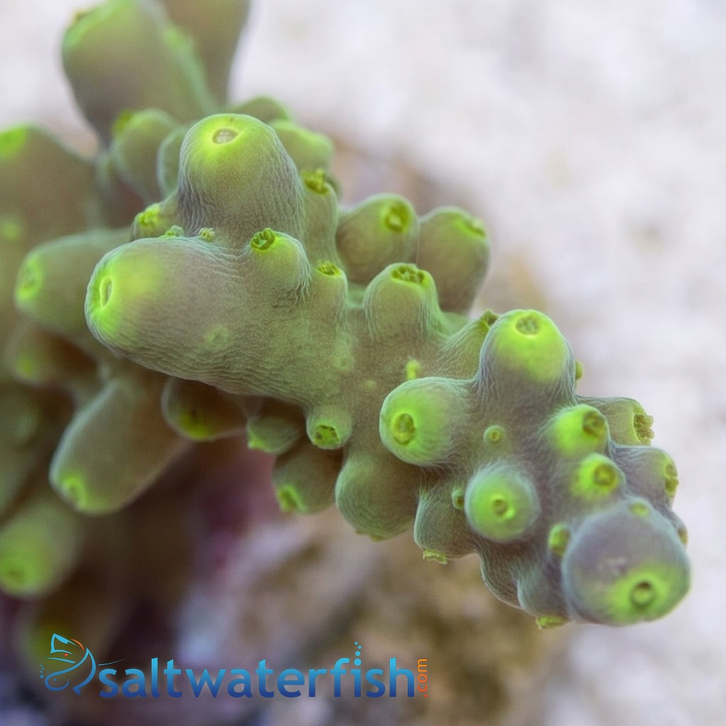 Acropora Paletta Tricolor- Aquacultured