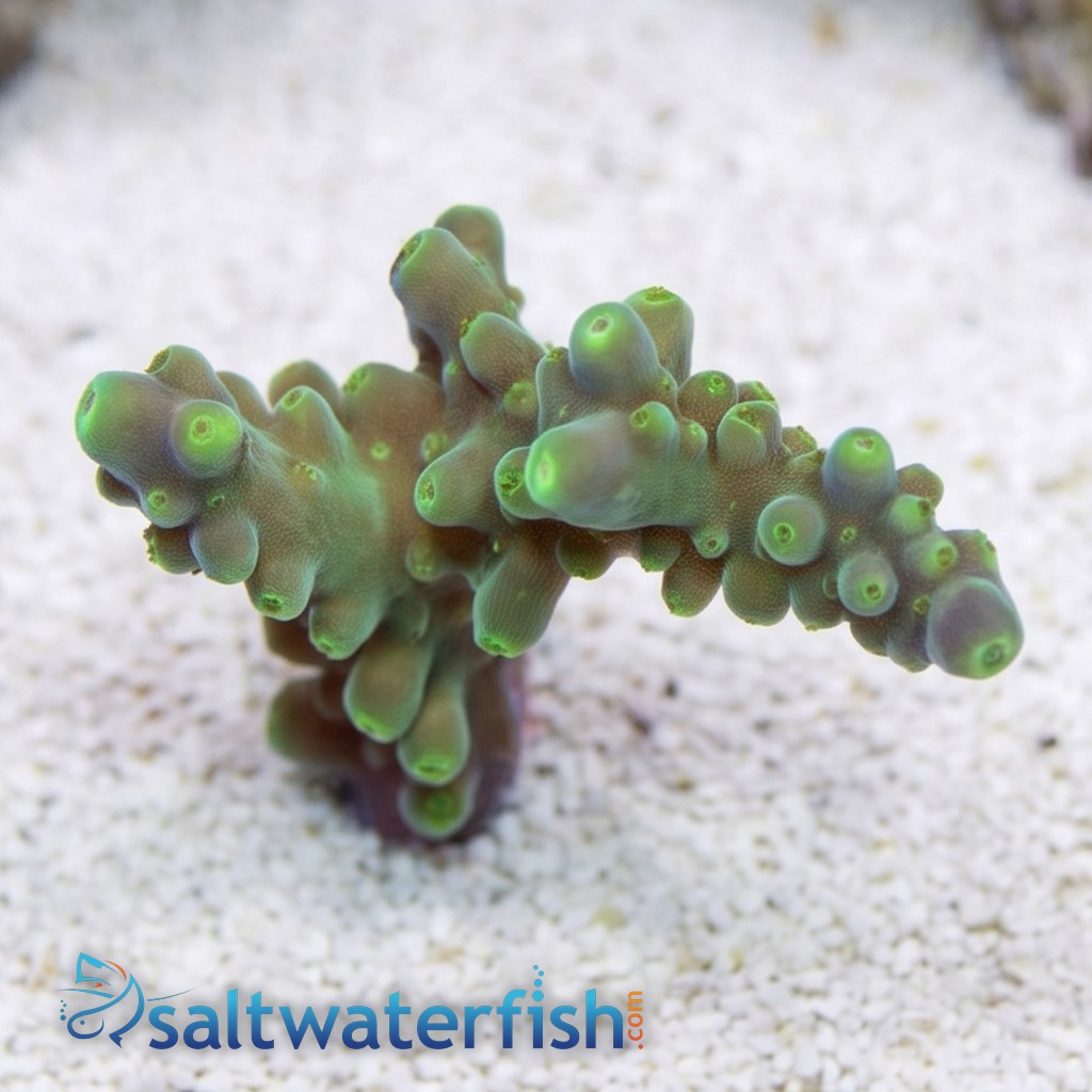 Acropora Paletta Tricolor- Aquacultured