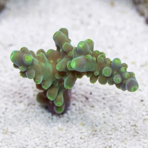 Acropora Paletta Tricolor- Aquacultured