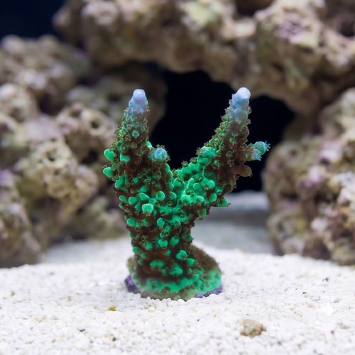 Acropora Green Lightning - Aquacultured