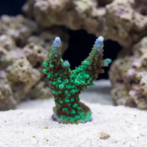 Acropora Green Lightning - Aquacultured