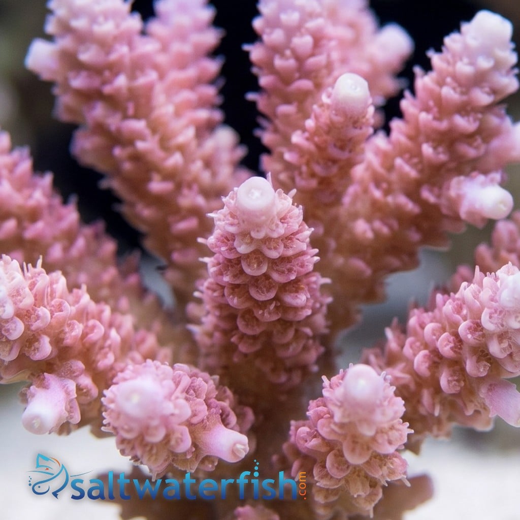 Acropora Coral : Solomon Islands - Aquacultured