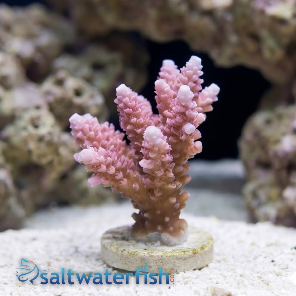 Acropora Coral : Solomon Islands - Aquacultured