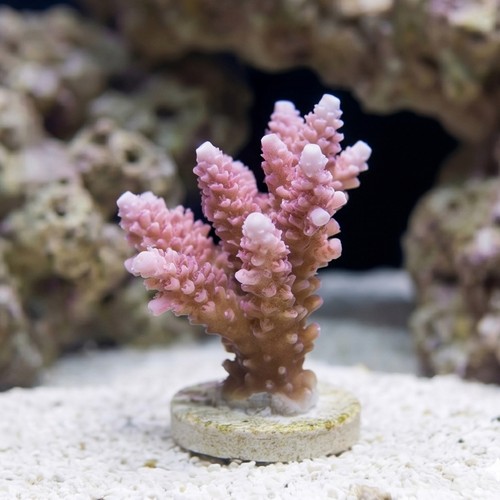 Acropora Coral : Solomon Islands - Aquacultured