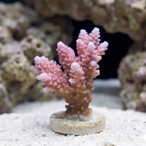 Acropora Coral : Solomon Islands - Aquacultured
