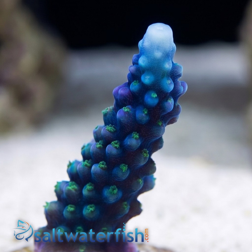Acropora Blue Lightning - Aquacultured