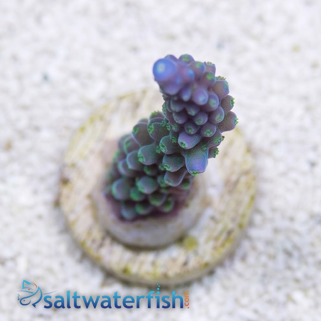 Acropora Blue Lightning - Aquacultured