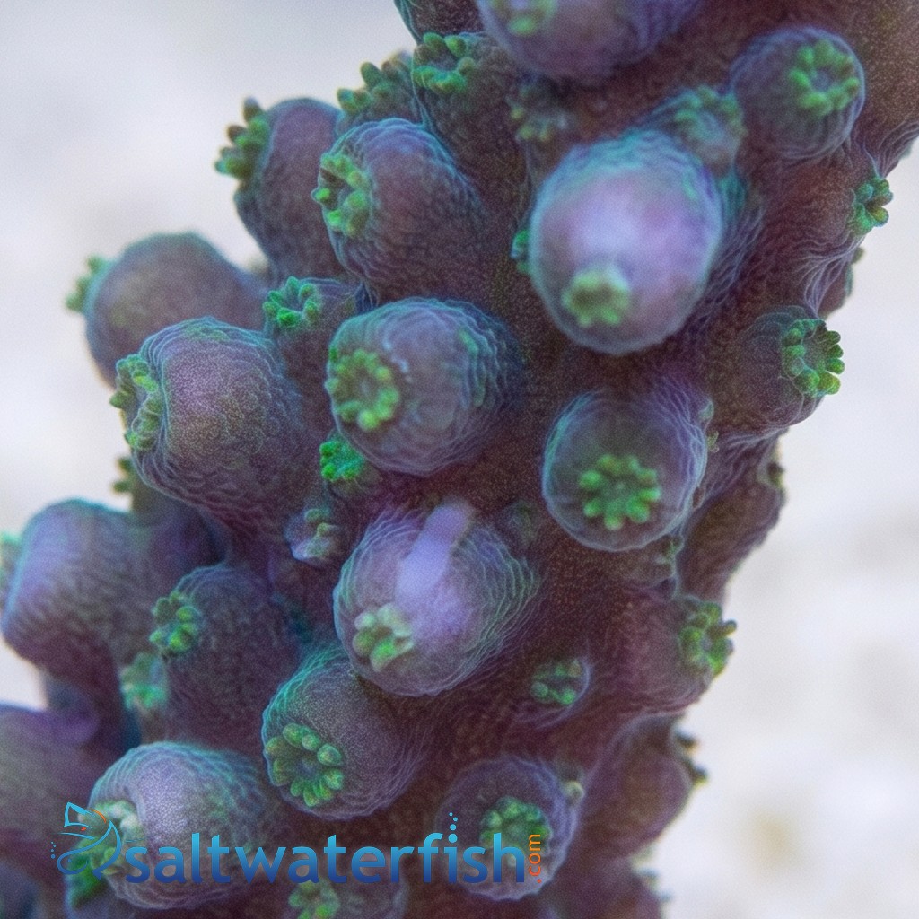 Acropora Blue Lightning - Aquacultured