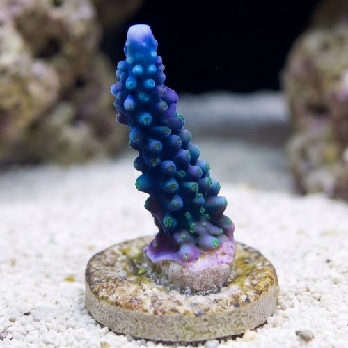 Acropora Blue Lightning - Aquacultured