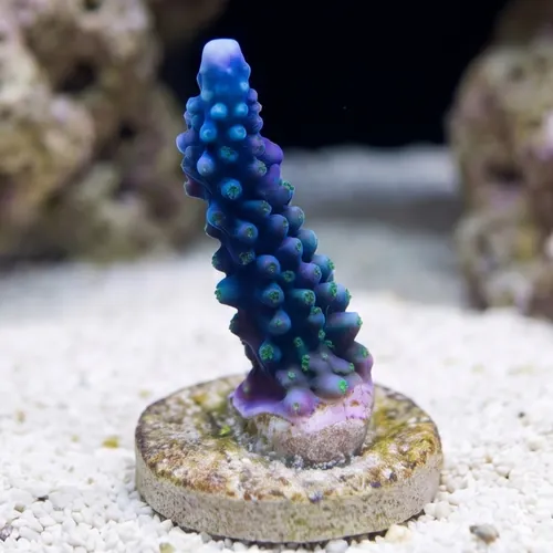 Acropora Blue Lightning - Aquacultured