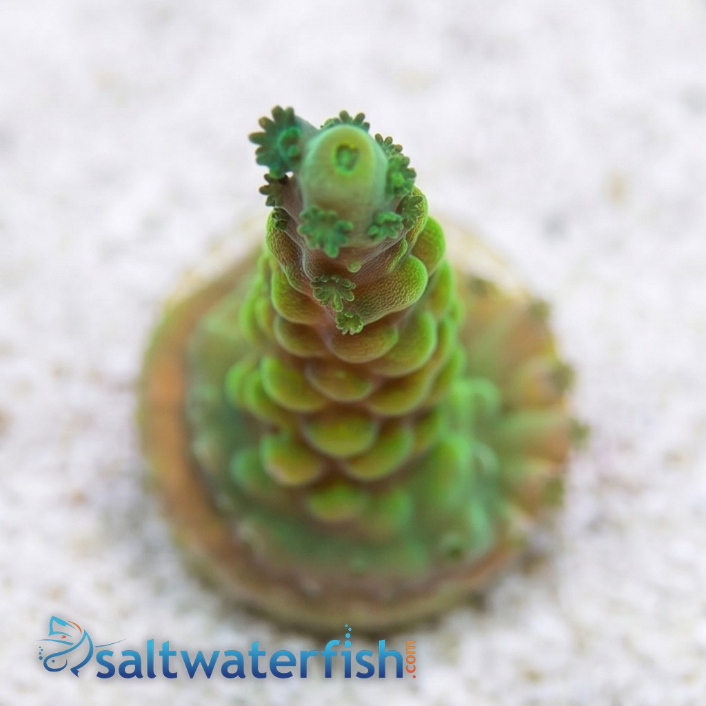 Acropora Austera: Yellow - Aquacultured