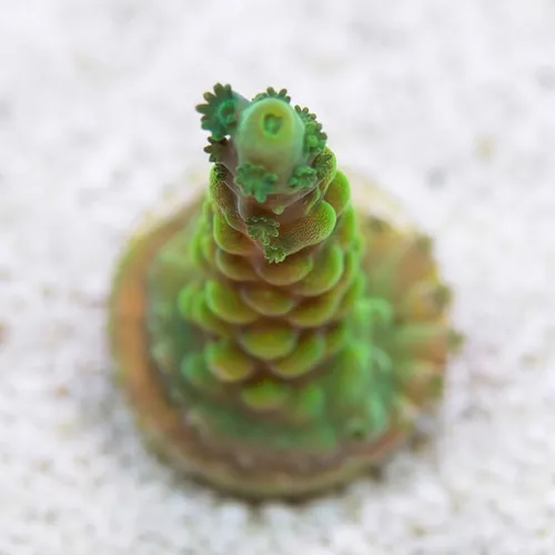 Acropora Austera: Yellow - Aquacultured