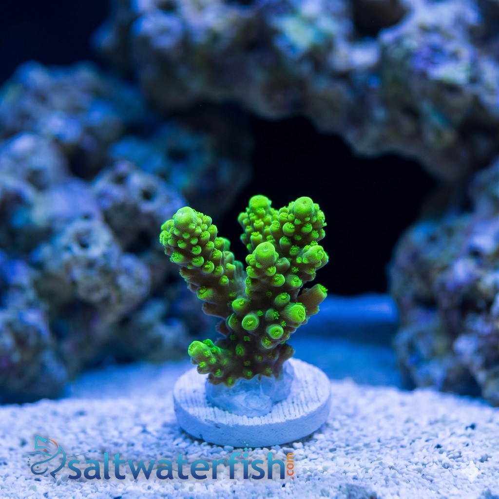 Acropora Coral: Assorted - Aquacultured