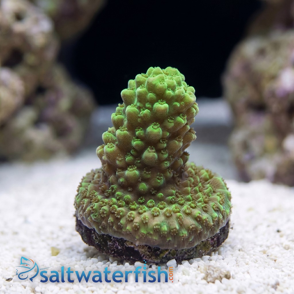 Acropora Coral: Assorted - Aquacultured
