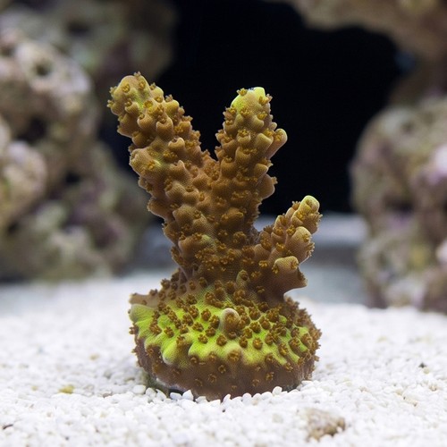 Acropora Coral: Assorted