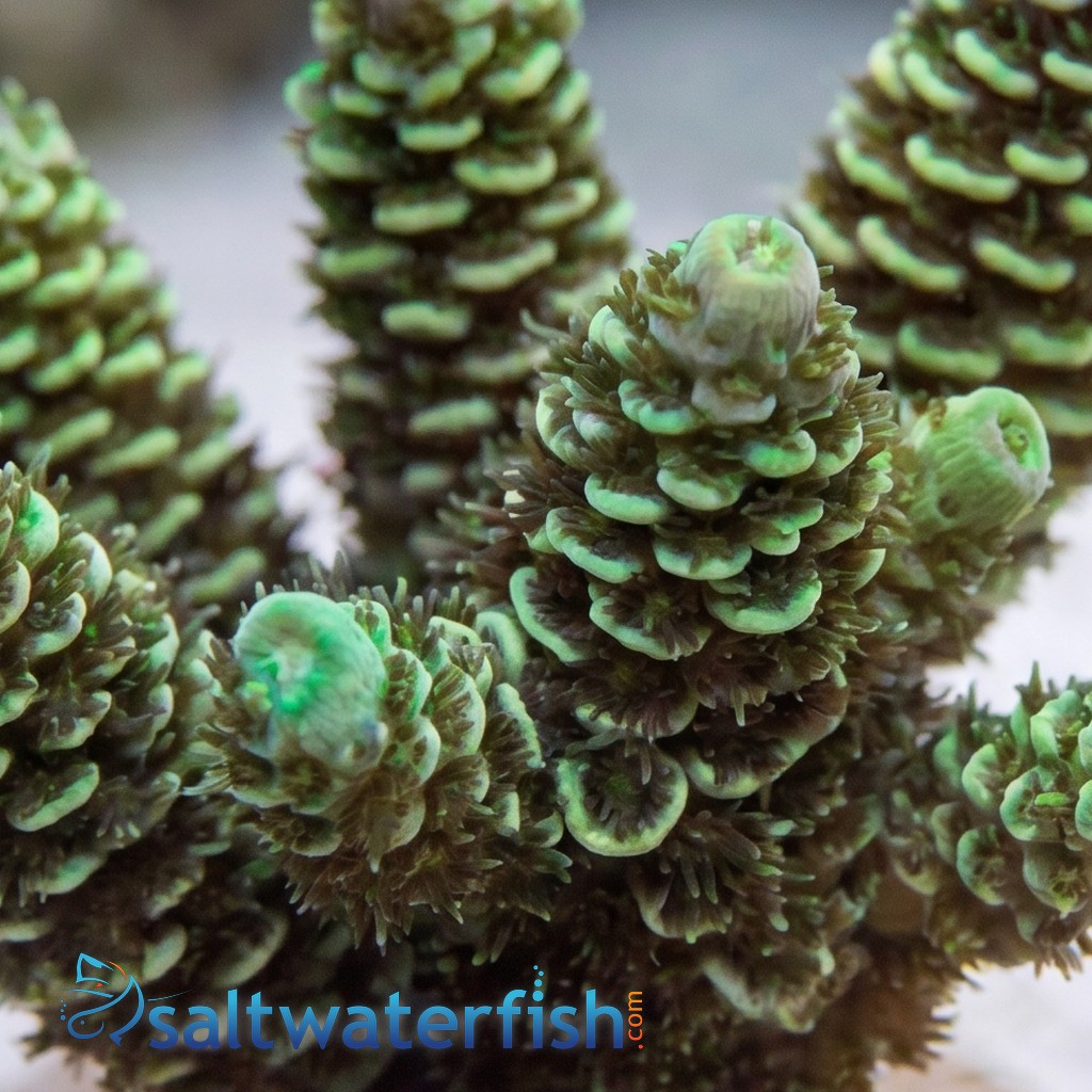 Acropora Tenius Coral : Blueberry