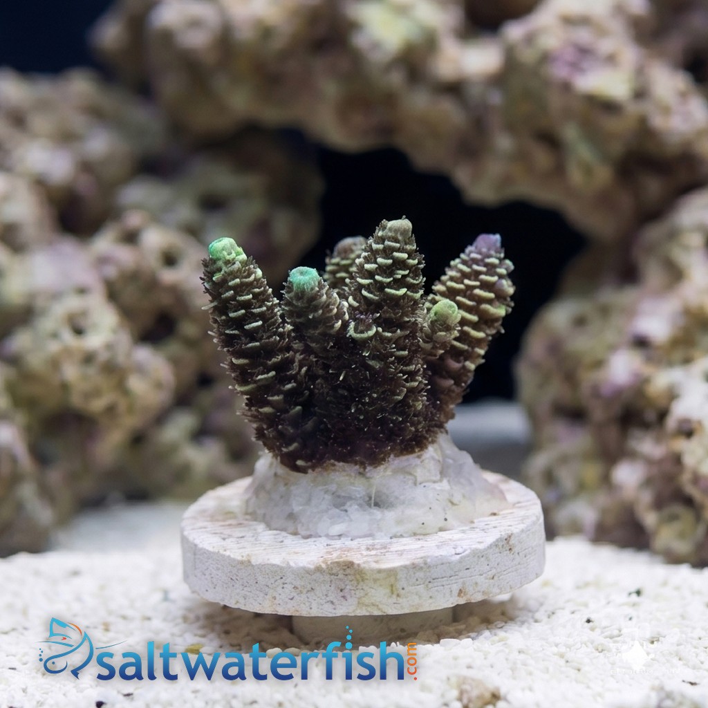 Acropora Tenius Coral : Blueberry