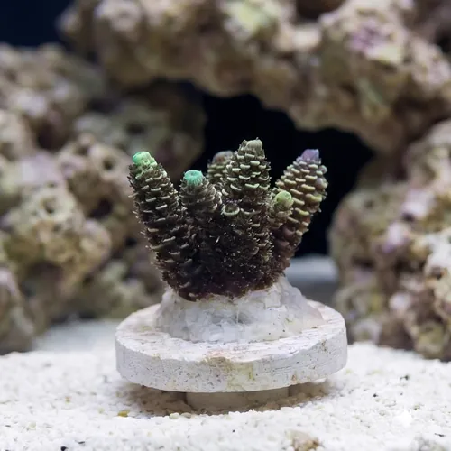 Acropora Tenius Coral : Blueberry