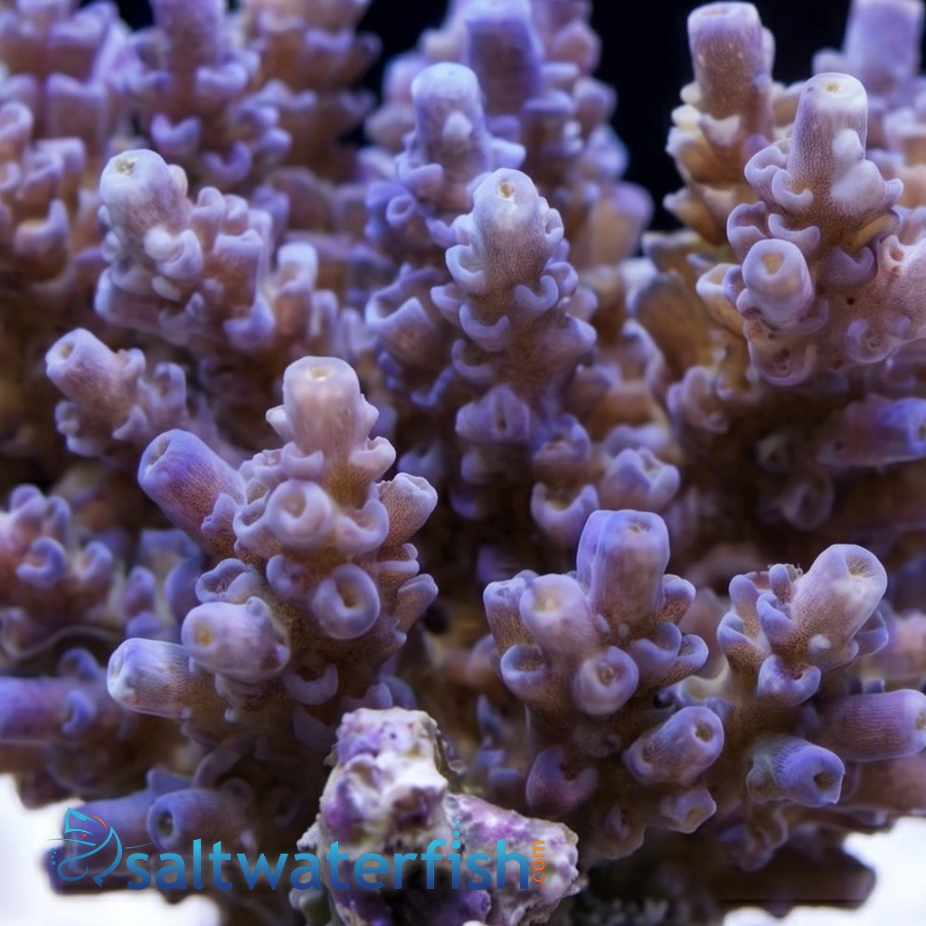 Acropora Tenius Coral : Blueberry - Aquacultured